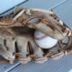 How To Select A Quality Baseball Glove